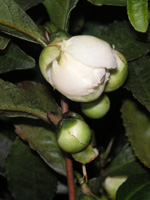 チャノキ〔茶の木〕の花（写真）