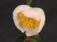 チャノキ〔茶の木〕の花（写真）