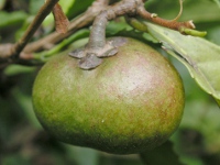 チャノキ〔茶の木〕の実（写真）