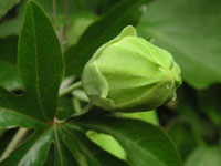 トケイソウ〔時計草〕の花の蕾（写真）