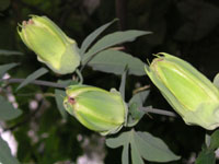 トケイソウ〔時計草〕の花の蕾（写真）