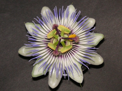 トケイソウ〔時計草〕の花（写真）