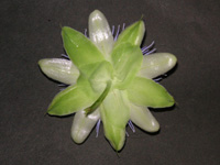 トケイソウ〔時計草〕の花（写真）