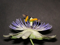 トケイソウ〔時計草〕の花（写真）