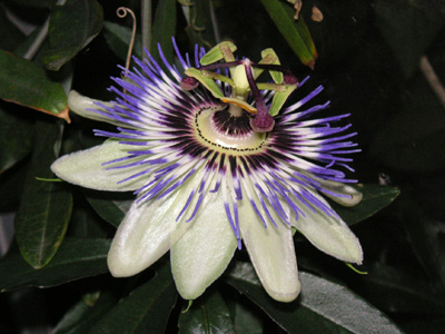 トケイソウ〔時計草〕の花（写真）