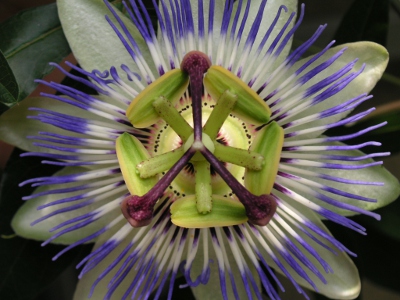 トケイソウ〔時計草〕の花（写真）