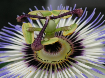 トケイソウ〔時計草〕の花（写真）