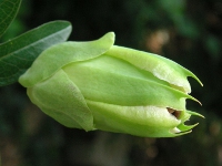 トケイソウ〔時計草〕の花の蕾（写真）
