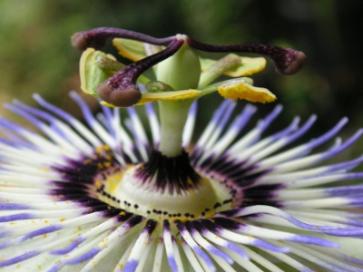 トケイソウ〔時計草〕の花（写真）