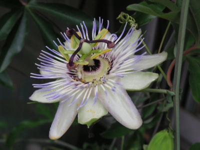 トケイソウ〔時計草〕の花（写真）
