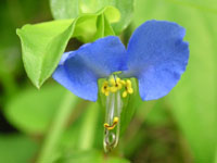 �g�L���c���N�T�̉�