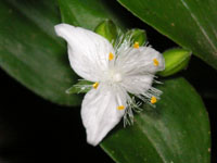 �g�L���c���N�T�̉�