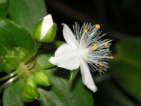 �g�L���c���N�T�̉�