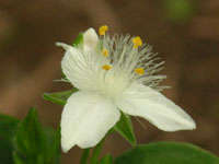 �g�L���c���N�T�̉�