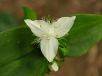 �g�L���c���N�T�̉�