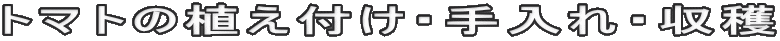 トマトの植え付け・手入れ・収穫