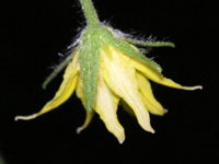 写真「トマト〔Tomato〕の花」