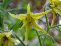 写真「トマト〔Tomato〕の花」