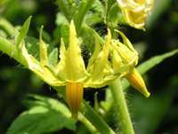 写真「トマト〔Tomato〕の花」