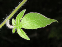 写真「トマト〔Tomato〕の葉」