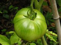 写真「トマト〔Tomato〕の実」