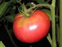 写真「トマト〔Tomato〕の実」