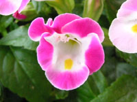 �g���j�A�̉�