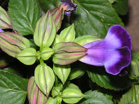 �g���j�A�̉�