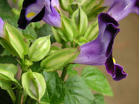 �g���j�A�̉�