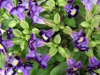 �g���j�A�̉�