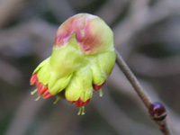 写真「トサミズキ〔土佐水木〕の花」