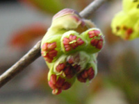 写真「トサミズキ〔土佐水木〕の花」