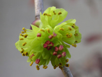 写真「トサミズキ〔土佐水木〕の花」