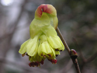写真「トサミズキ〔土佐水木〕の花」