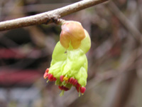 写真「トサミズキ〔土佐水木〕の花」