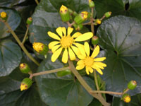 写真「ツワブキ〔石蕗〕の花」