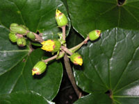 写真「ツワブキ〔石蕗〕の花」