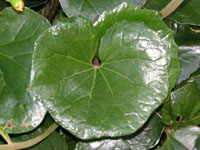 写真「ツワブキ〔石蕗〕の葉」