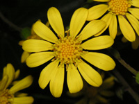 写真「ツワブキ〔石蕗〕の花」