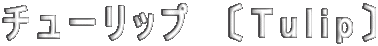 チューリップ　〔Tulip〕 