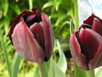 チューリップ〔Tulip〕の花（写真）