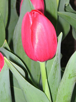 チューリップ〔Tulip〕の花（写真）」