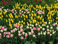 チューリップ〔Tulip〕の花（写真）
