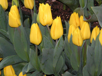 チューリップ〔Tulip〕の花（写真）