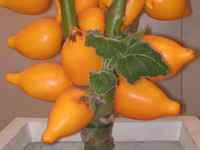 写真「フォックス･フェイスの実」