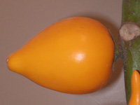 写真「フォックス･フェイスの実」