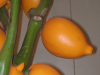 写真「フォックス･フェイスの実」