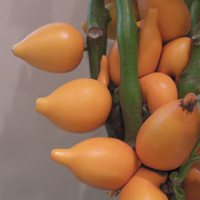 写真「フォックス･フェイスの実」