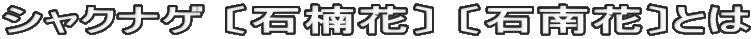 シャクナゲ 〔石楠花〕 〔石南花〕とは