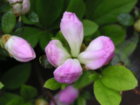 写真「ツツジ〔躑躅〕の花」